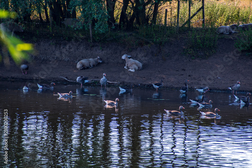 Canvastavla Sheep Resting Beneath Pollard Willows with Ducks and Geese on the River Trent Ba