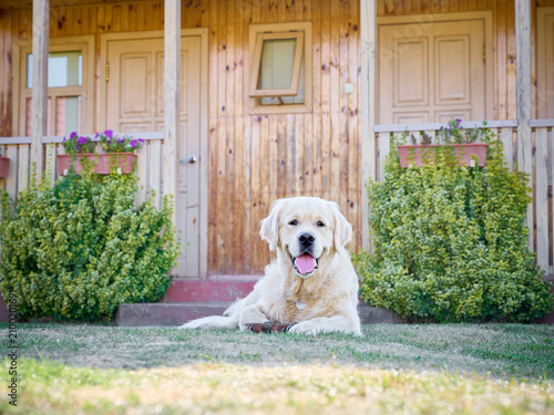 Happy golden retriever dog lying on green grass in front of wooden country house.