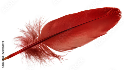 Foto Isolated striking red bird feather with soft fluffy barbs, graceful elegance, and natural beauty