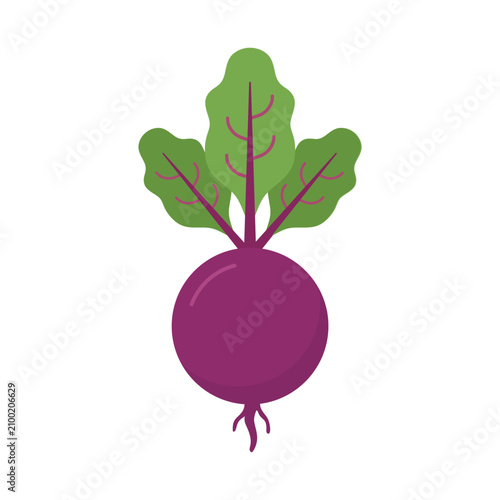 flat design illustration fresh purple beetroot with green leaves. Flat illustration of a single beet with green leaves.Cartoon vector illustration vegetables. Summer background seasonal harvest.
