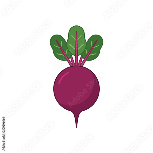 flat design illustration fresh purple beetroot with green leaves. Flat illustration of a single beet with green leaves.Cartoon vector illustration vegetables. Summer background seasonal harvest.