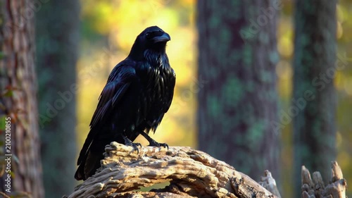 Photorealistic wildlife cinematic video of a powerful raven resting on an ancient tree branch sharp curved beak intense gaze reflective black plumage with blue and purple highlights soft golden sunris