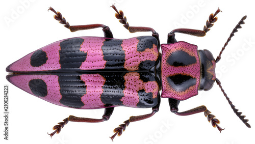 Bild auf Leinwand Isolated vibrant pink and black spotted longhorn beetle insect with long segment