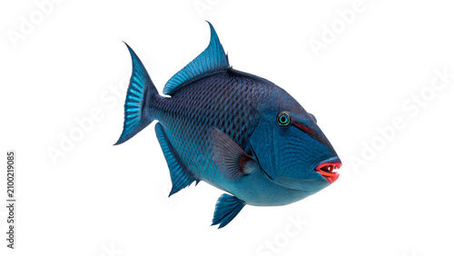 Photos Vibrant blue triggerfish swimming marine wildlife view isolated on transparent b
