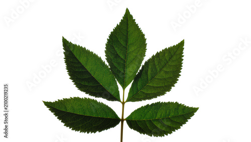 Konstfotografi Isolated vibrant green compound leaf with detailed veins and serrated edges from
