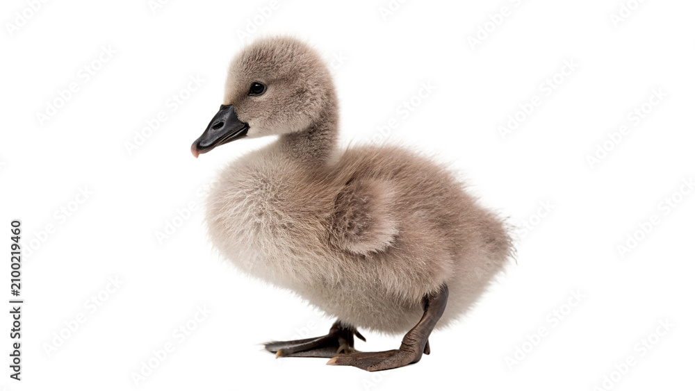 Εκτύπωση καμβά Small fluffy grey swan cygnet chick sitting down isolated on transparent backgro