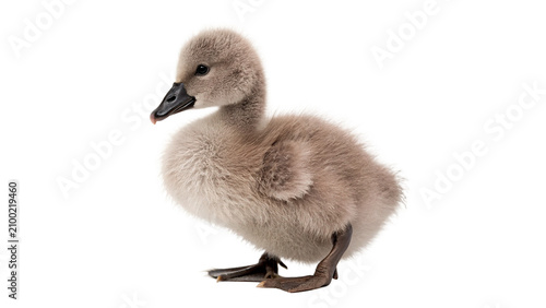 Фотография Small fluffy grey swan cygnet chick sitting down isolated on transparent backgro