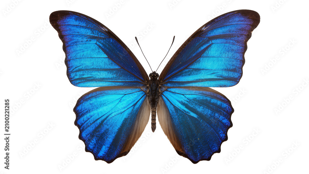 Fototapeta premium Isolated beautiful iridescent blue tropical Morpho butterfly with open detailed wings
