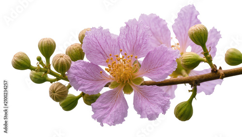 Foto Isolated branch with beautiful light purple flowers and green flower buds, fresh botanical nature