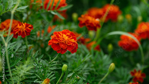 Vibrant orange and red marigold flowers bloom beautifully in a lush green garden setting. Close up.