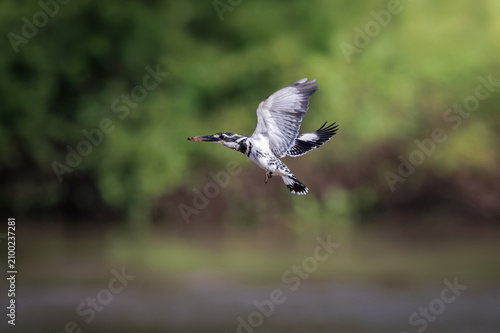 Pied Kingfisher, Ceryle rudis, flying over water in nature, black and white kingfisher with short, bushy crest and glossy dark bill, often hovers over water when seeking prey, bird spreads the wings