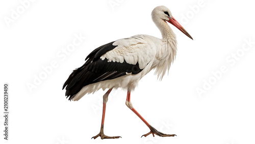 Tableau sur toile Adult white stork standing looking forward full body isolated on transparent bac