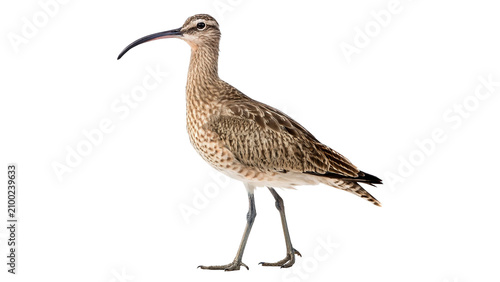 Schilderij op canvas Wild Eurasian whimbrel curlew bird standing alert isolated on transparent backgr