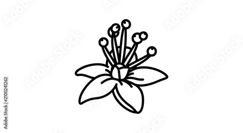 Fotografie Simple line art flower vector illustration with five petals and stamens