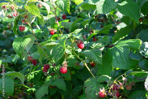 Ripe and Unripe Raspberries Growing on Bush in Garden with sunlight