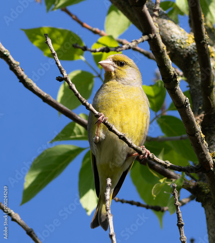 Картината върху платно European greenfinch (Chloris chloris) perched on a tree branch against blue sky