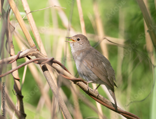 Bild auf Leinwand Thrush nightingale (Luscinia luscinia) singing on a dry branch with open beak in