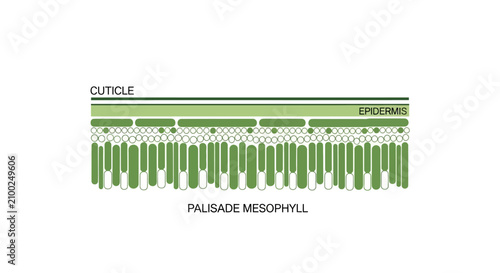 Photos Vector diagram of palisade membrane structure with outer and epicuticle layers