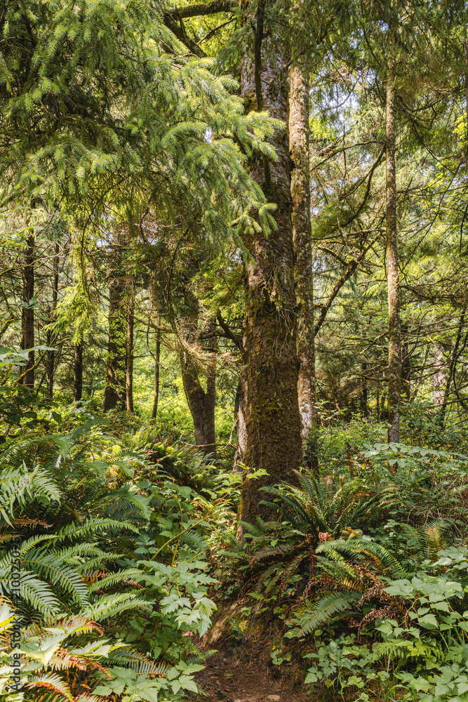 Fototapeta premium Lush evergreen forest with ferns beneath towering conifer trees in Oregon