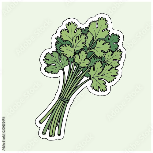 Fresh bunch of green parsley leaves.