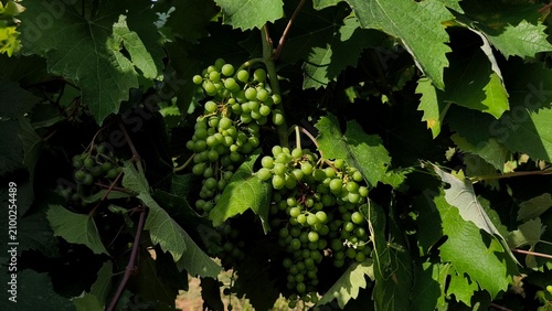 Bild auf Leinwand Close-up shot of fresh, healthy green grapes growing on a vibrant vine in a sunny vineyard during summer