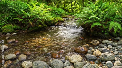 Clear mountain stream flowing over smooth river stones in a lush green forest water nature creek rocks ferns
