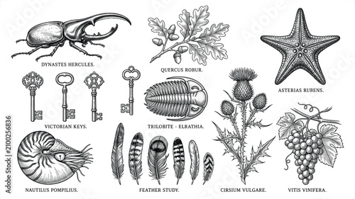 Canvastavla Vintage botanical and zoological illustrations with keys and feathers in a detai