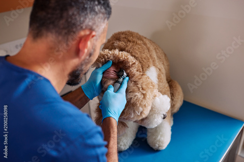 Foto Veterinarian checking poodle dog ear during checkup