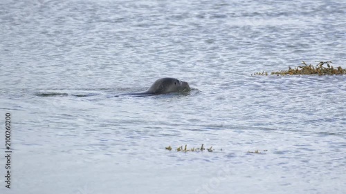 Wild Seal Swimming and Diving in the Coastal Waters of Iceland