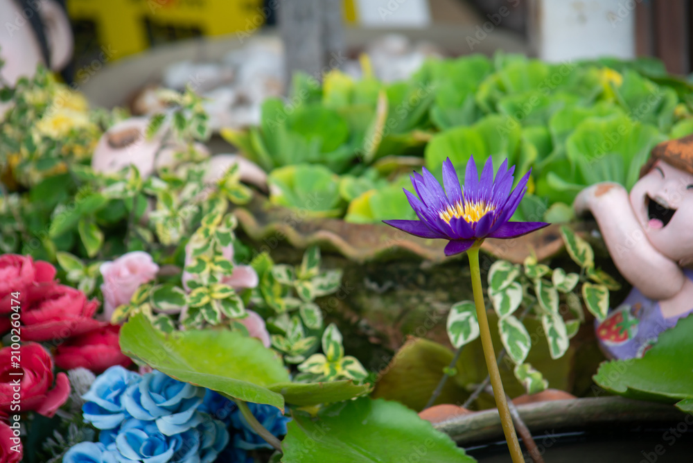 Obraz premium Vibrant Water Garden with Lotus and Decor