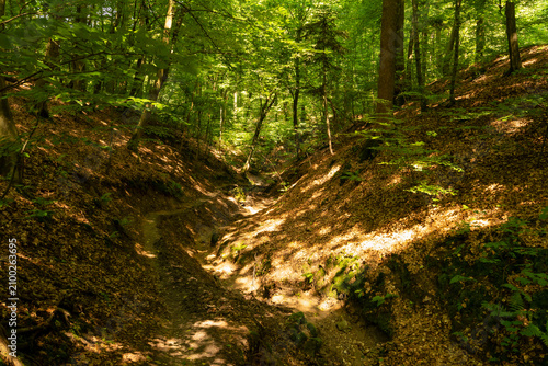 Tableau sur toile Wolski Forest (Las Wolski) in Krakow, Poland