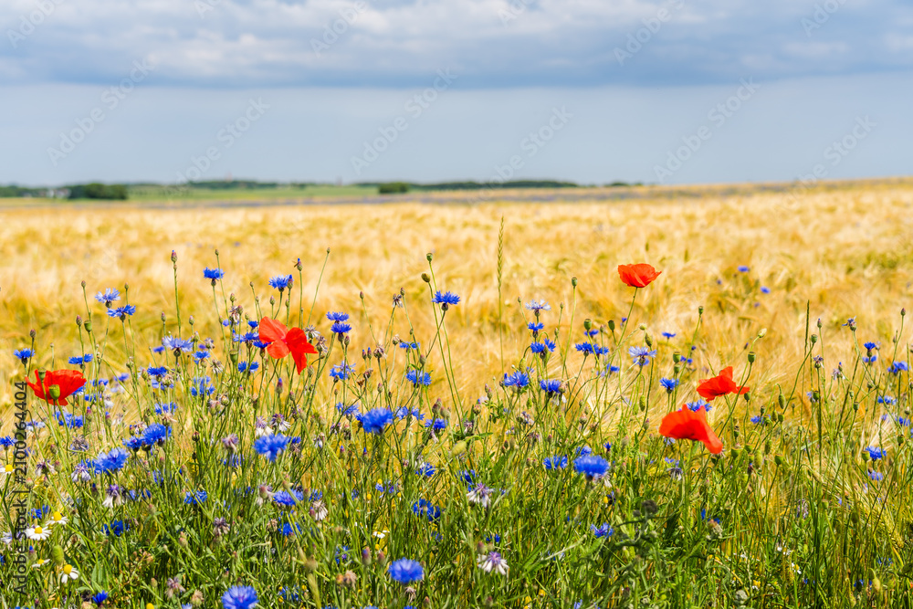 Obraz premium Poppies and Cornflowers in Foreground with Cape Arkona Lighthouses on Rügen