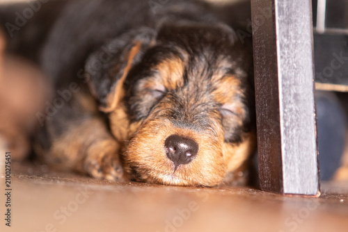Bild auf Leinwand Close-up shot of a sleeping black and tan puppy resting on a wooden floor, bathe