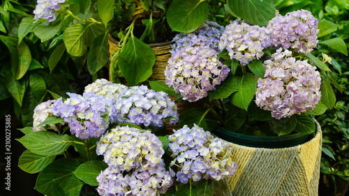 Fully bloomed purple hydrangea