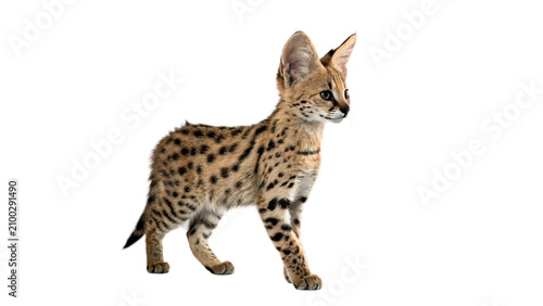 Canvas Print Cute wild serval wildcat kitten standing profile view isolated on transparent ba