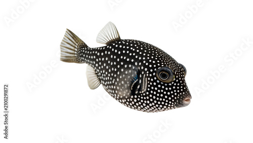 Fotografie Spotted puffer fish marine wildlife ocean creature view isolated on transparent