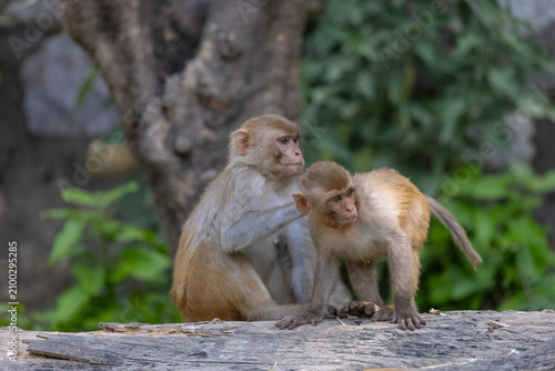 Rhesus macaque (Macaca mulatta) or Indian Monkey play full mode in the forest of corbett.