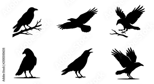 Schilderij op canvas 70 Raven Silhouettes Collection: Perched, Flying, and Standing Bird Icons for Go