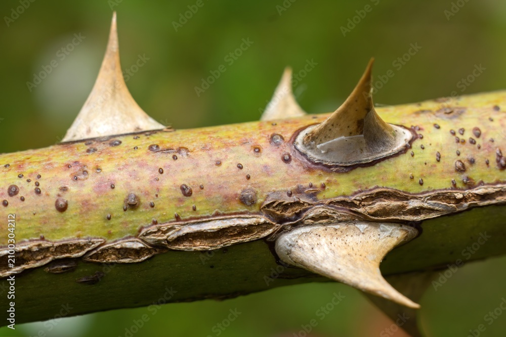 Fototapeta premium Close-up texture of green plant stem with large prickly prickles