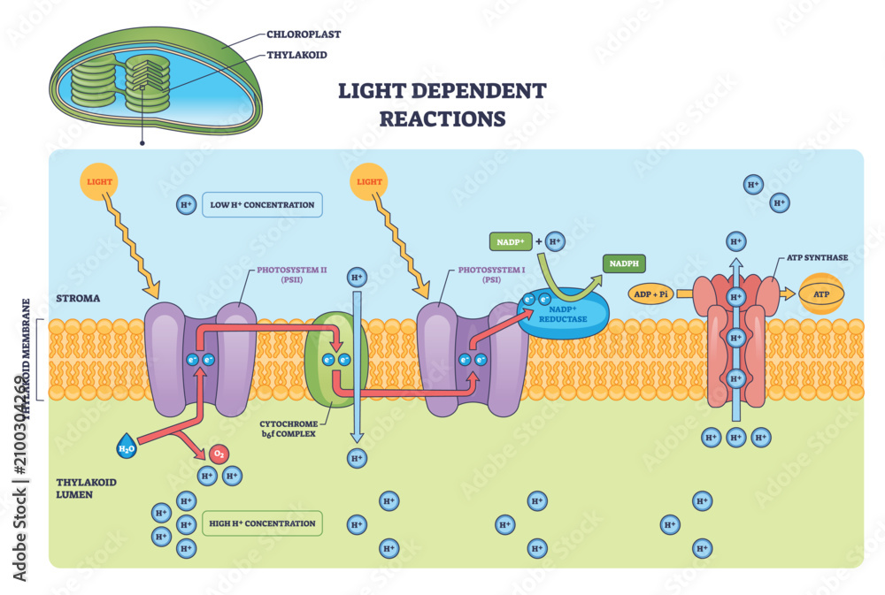 Obraz premium Light-dependent reactions brief outline showing photosystem II, photosystem I, and ATP synthase driving ATP and NADPH across the thylakoid membrane. Outline diagram