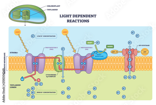 Obraz na płótnie Light-dependent reactions brief outline showing photosystem II, photosystem I, and ATP synthase driving ATP and NADPH across the thylakoid membrane