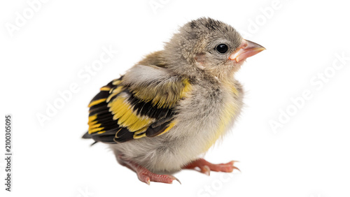 Bild auf Leinwand Cute small fluffy common linnet bird chick portrait isolated on transparent back