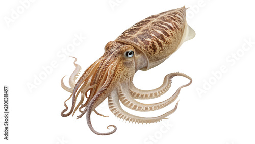 Tableau sur toile Realistic patterned marine squid cephalopod mollusk seafood isolated on transpar
