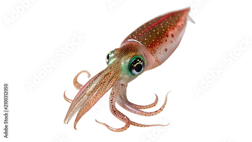 Foto Vibrant orange spotted marine squid seafood culinary ingredient isolated on tran