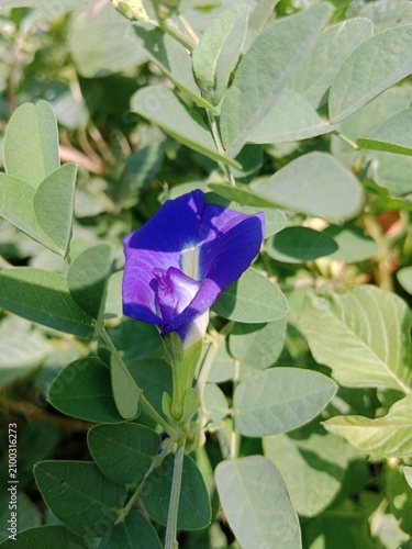 Bild auf Leinwand Vibrant Blue Butterfly Pea Flower Closeup In Lush Green Garden Foliage With Morn