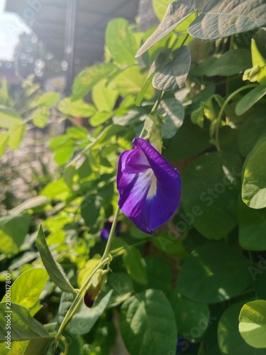 Fotografía Vibrant Blue Butterfly Pea Flower Closeup In Lush Green Garden Foliage With Morn