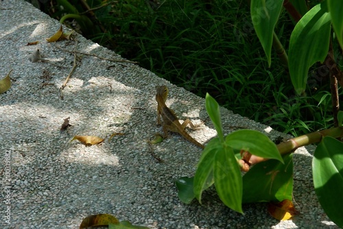 Obraz na plátně Sunlit Reptile