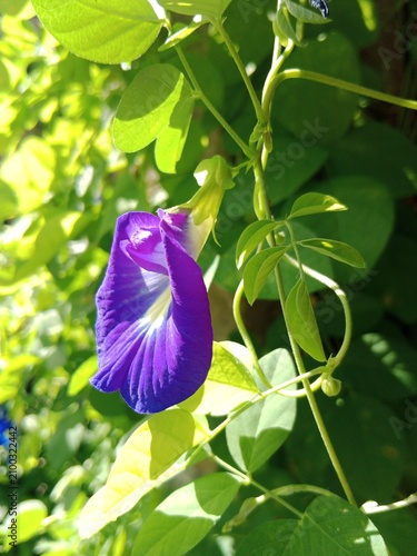 Quadro su tela Vibrant Blue Butterfly Pea Flower Closeup In Lush Green Garden Foliage With Morn