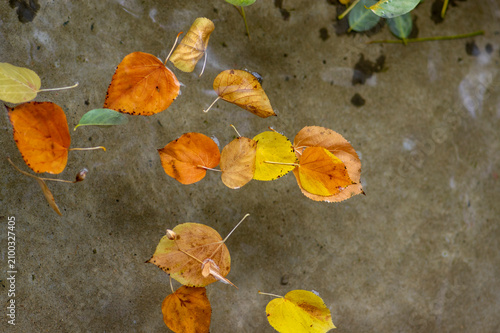 Colorful autumn leaves of Tilia floating on clear water creating a natural seasonal background with warm yellow, golden brown