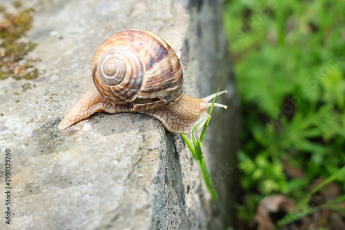 Very beautiful and interesting snail